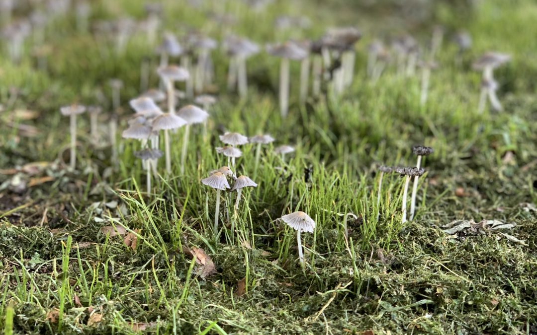 mushrooms in my garden
